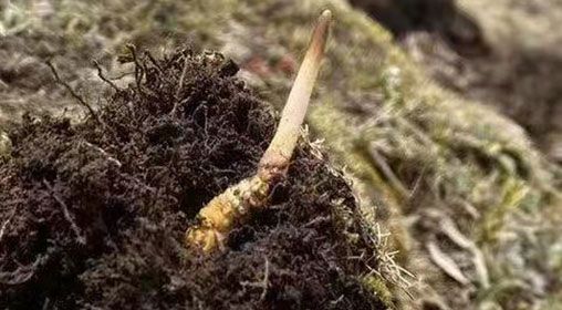 <a href=http://www.jiangnongst.com/xinxian/ target=_blank class=infotextkey>鮮冬蟲夏草</a>的多樣食用方法