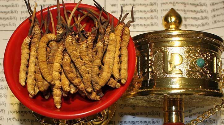 <a href=http://www.jiangnongst.com/ target=_blank class=infotextkey>那曲<a href=http://www.jiangnongst.com/ target=_blank class=infotextkey>冬蟲夏草</a></a>的有哪些藥用價(jià)值