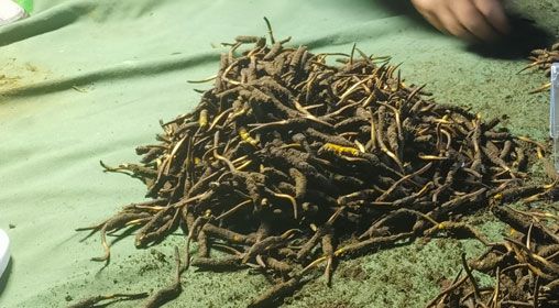 <a href=http://www.jiangnongst.com/xinxian/ target=_blank class=infotextkey>鮮冬蟲夏草</a>的正確食用方法指南