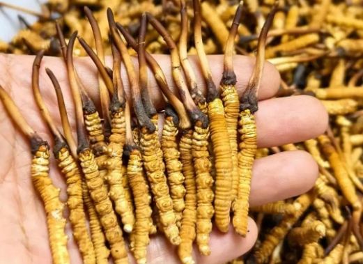 <a href=http://www.jiangnongst.com/sdph/zcw/ target=_blank class=infotextkey>珍草王冬蟲夏草</a>是真的嗎？