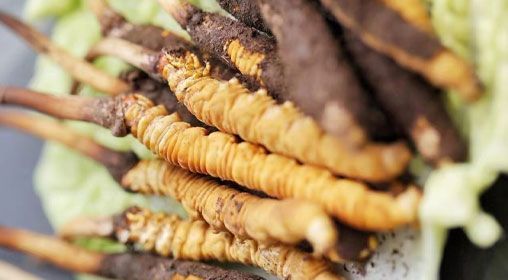 <a href=http://www.jiangnongst.com/xinxian/ target=_blank class=infotextkey>鮮冬蟲夏草</a>功效與食用方法詳解