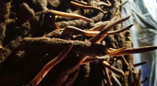 <a href=http://www.jiangnongst.com/xinxian/ target=_blank class=infotextkey>新<a href=http://www.jiangnongst.com/xinxian/ target=_blank class=infotextkey>鮮冬蟲夏草</a></a>的多種食用方法