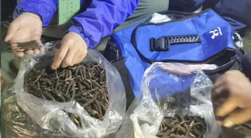 新鮮那曲蟲(chóng)草多少錢一根？揭秘冬蟲(chóng)夏草的價(jià)格密碼