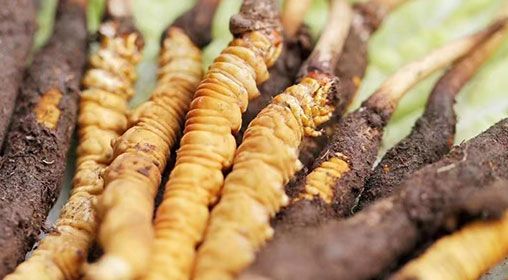 <a href=http://www.jiangnongst.com/xinxian/ target=_blank class=infotextkey>新<a href=http://www.jiangnongst.com/xinxian/ target=_blank class=infotextkey>鮮冬蟲夏草</a></a>怎么洗 