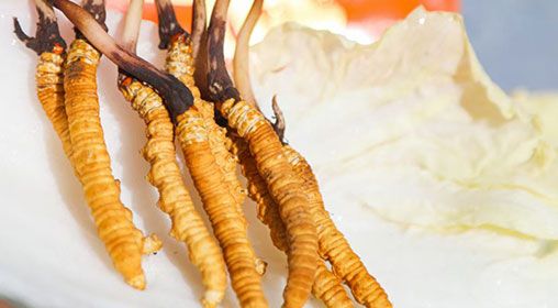 <a href=http://www.jiangnongst.com/xinxian/ target=_blank class=infotextkey>新<a href=http://www.jiangnongst.com/xinxian/ target=_blank class=infotextkey>鮮冬蟲夏草</a></a>燉燕窩