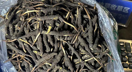 新鮮冬蟲(chóng)夏草怎么挑選