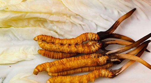 那曲雪域<a href=http://www.jiangnongst.com/xinxian/ target=_blank class=infotextkey>新<a href=http://www.jiangnongst.com/xinxian/ target=_blank class=infotextkey>鮮冬蟲夏草</a></a>