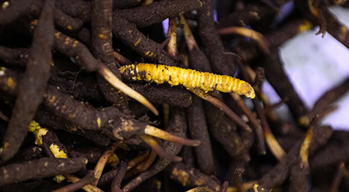 新鮮冬蟲(chóng)夏草的口感探索