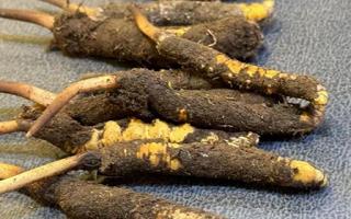 新鮮冬蟲(chóng)夏草壞了：原因、識(shí)別與應(yīng)對(duì)策略