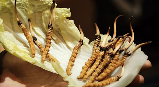 新鮮冬蟲(chóng)夏草要洗嗎