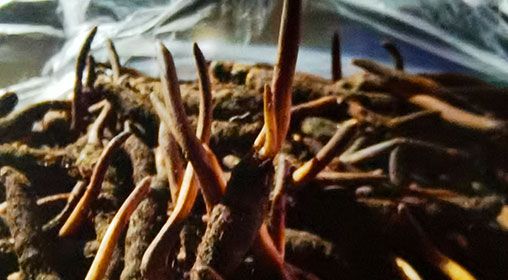 <a href=http://www.jiangnongst.com/xinxian/ target=_blank class=infotextkey>新<a href=http://www.jiangnongst.com/xinxian/ target=_blank class=infotextkey>鮮冬蟲(chóng)夏草</a></a>排骨湯  