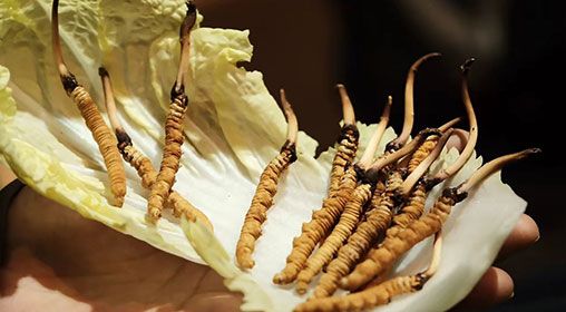 新鮮冬蟲(chóng)夏草要洗嗎