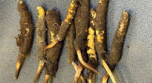 新鮮冬蟲(chóng)夏草斷草能用嗎 