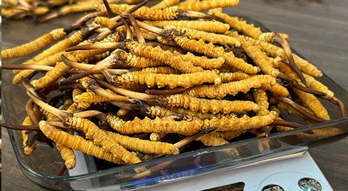 <a href=http://www.jiangnongst.com/s/brxcc target=_blank class=infotextkey>比如縣冬蟲夏草</a>新鮮度