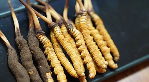 魚翅與<a href=http://www.jiangnongst.com/xinxian/ target=_blank class=infotextkey>新<a href=http://www.jiangnongst.com/xinxian/ target=_blank class=infotextkey>鮮冬蟲夏草</a></a>