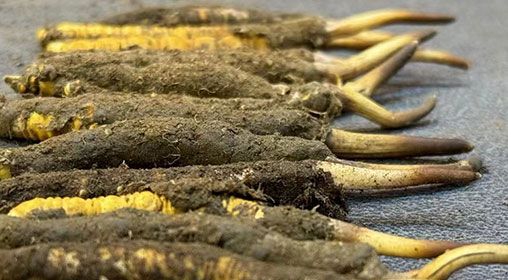 那曲<a href=http://www.jiangnongst.com/xinxian/ target=_blank class=infotextkey>新<a href=http://www.jiangnongst.com/xinxian/ target=_blank class=infotextkey>鮮冬蟲夏草</a></a>采摘