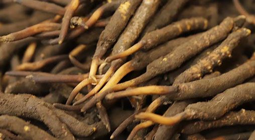 <a href=http://www.jiangnongst.com/xinxian/ target=_blank class=infotextkey>新<a href=http://www.jiangnongst.com/xinxian/ target=_blank class=infotextkey>鮮冬蟲夏草</a></a>品質(zhì)