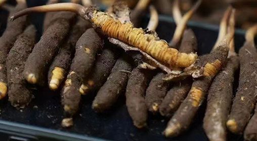 <a href=http://www.jiangnongst.com/xinxian/ target=_blank class=infotextkey>新<a href=http://www.jiangnongst.com/xinxian/ target=_blank class=infotextkey>鮮冬蟲夏草</a></a>發(fā)貨 