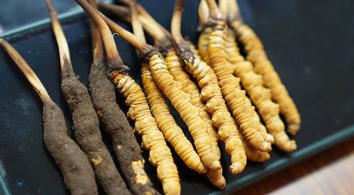 <a href=http://www.jiangnongst.com/xinxian/ target=_blank class=infotextkey>新<a href=http://www.jiangnongst.com/xinxian/ target=_blank class=infotextkey>鮮冬蟲(chóng)夏草</a></a>做菜 