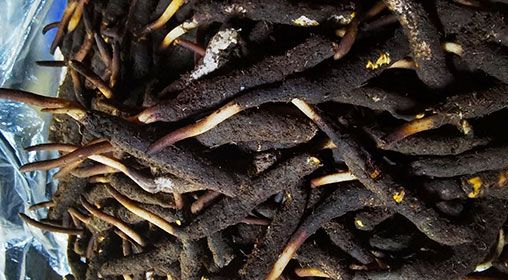 <a href=http://www.jiangnongst.com/xinxian/ target=_blank class=infotextkey>新<a href=http://www.jiangnongst.com/xinxian/ target=_blank class=infotextkey>鮮冬蟲夏草</a></a>產(chǎn)地