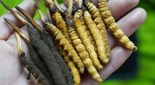 <a href=http://www.jiangnongst.com/xinxian/ target=_blank class=infotextkey>新<a href=http://www.jiangnongst.com/xinxian/ target=_blank class=infotextkey>鮮冬蟲夏草</a></a>服用