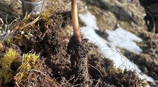 蟲草的營養(yǎng)價(jià)值：科學(xué)解讀"軟黃金"的神奇功效