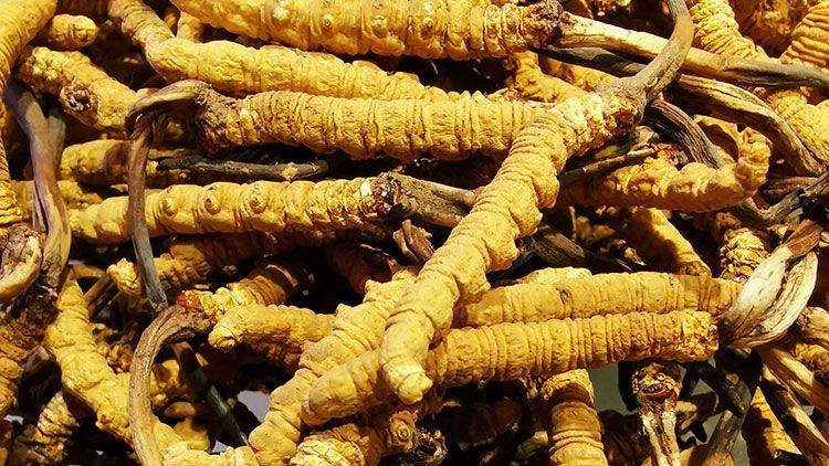 冬蟲夏草是什么味道?揭秘“軟黃金”的獨特風(fēng)味