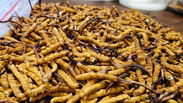 冬蟲夏草價(jià)格解析：2024年市場(chǎng)行情指南