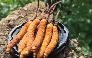 哪個(gè)牌子的冬蟲夏草好？2024年權(quán)威選購(gòu)指南