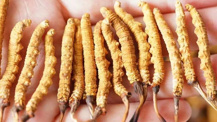 冬蟲夏草：自然界的陰陽調(diào)和大師