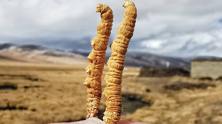 全球<a href=http://www.jiangnongst.com/ target=_blank class=infotextkey>冬蟲夏草</a>核心產(chǎn)地分布圖鑒（2024最新版）