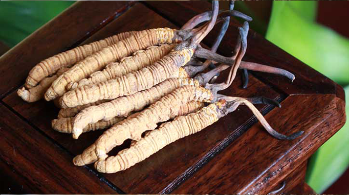 火眼金睛:洞悉亞香棒蟲草與冬蟲夏草的差異