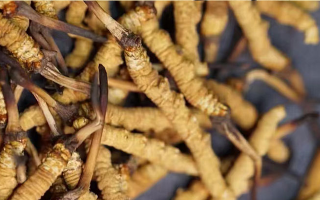 北京哪里購(gòu)買(mǎi)冬蟲(chóng)夏草