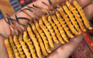 冬蟲夏草究竟多少錢一只？