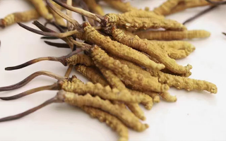 冬蟲(chóng)夏草價(jià)格剖析：波動(dòng)中的市場(chǎng)價(jià)值