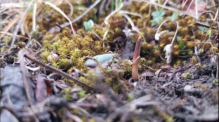 生命的奇幻變奏：冬蟲(chóng)夏草的形成之謎