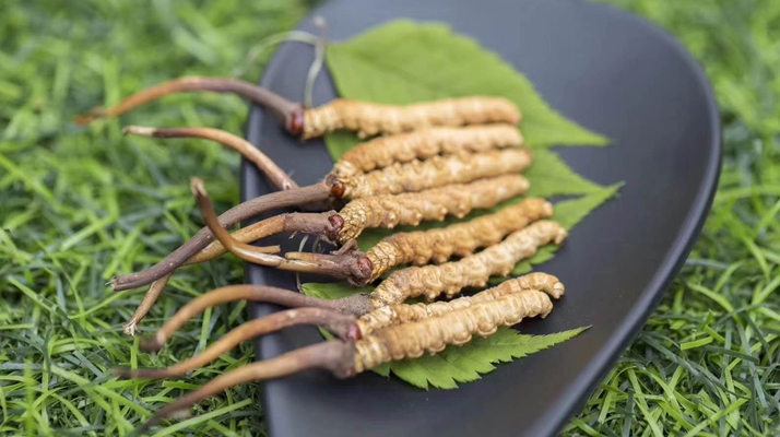 <a href=http://www.jiangnongst.com/xinxian/ target=_blank class=infotextkey>鮮冬蟲(chóng)夏草價(jià)格</a>揭秘：一根究竟值多少錢(qián)？