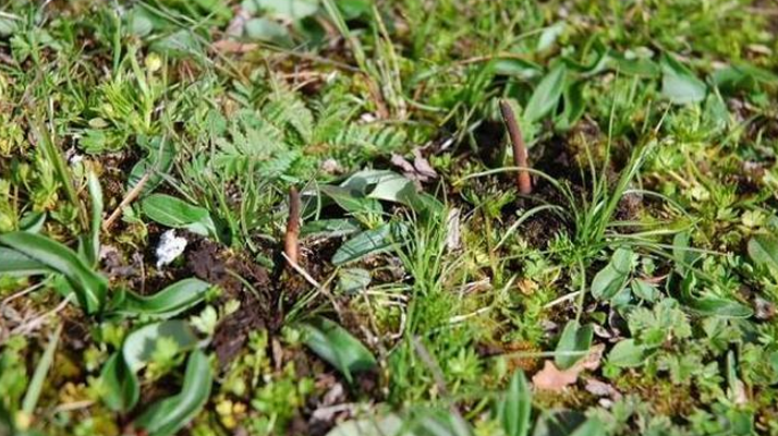 冬蟲夏草干鮮之選：多維對(duì)比助你抉擇