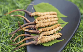 冬蟲夏草：干品與鮮品的價(jià)格博弈