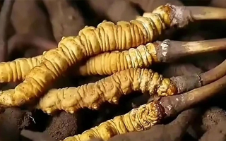 冬蟲夏草鮮草冷凍保存全指南：鎖住營養(yǎng)，延長鮮美