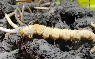 冬蟲夏草鮮草與干草的差異解析：不同形態(tài)，別樣價值