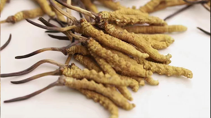 水溫決定營養(yǎng)！冬蟲夏草鮮草泡水溫度全解析?