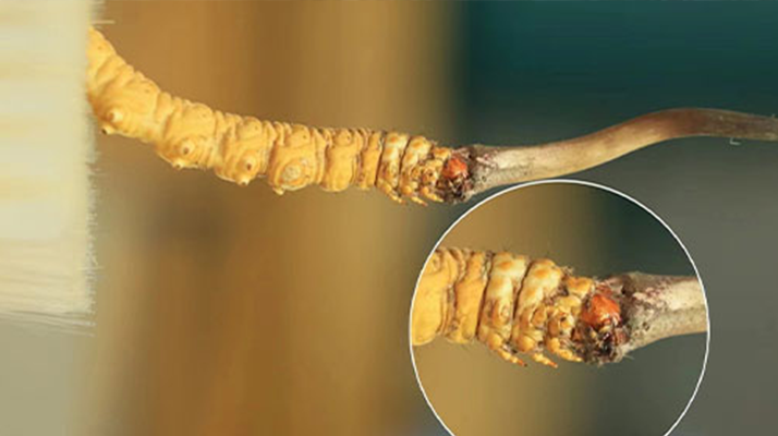 哪里能買(mǎi)到新鮮的冬蟲(chóng)夏草？這幾個(gè)渠道要知道