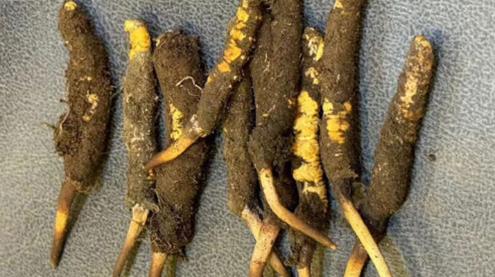 探秘那曲<a href=http://www.jiangnongst.com/xinxian/ target=_blank class=infotextkey>鮮冬蟲夏草</a>的神奇功效