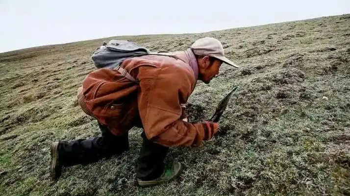西藏冬蟲夏草最大產(chǎn)地：那曲，自然饋贈(zèng)的珍寶之地