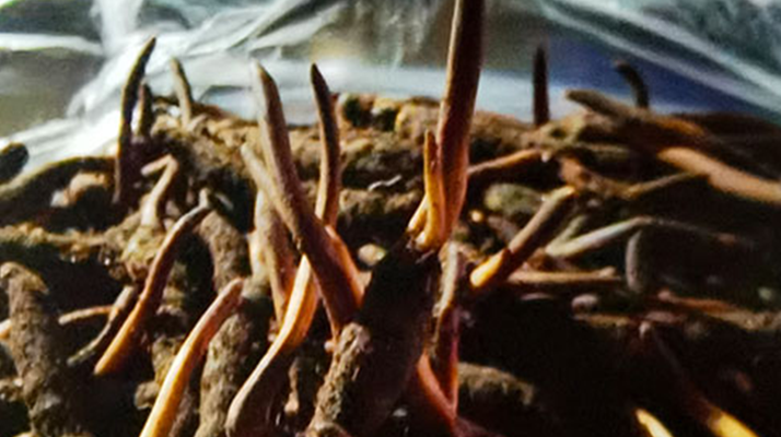 吃鮮的冬蟲夏草會上火嗎？一文說清