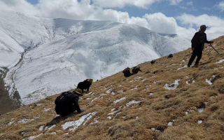 采挖新鮮冬蟲(chóng)夏草合法嗎？