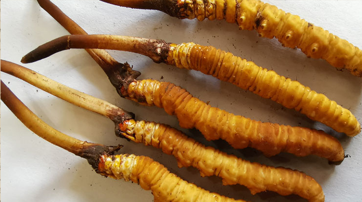 冰鮮<a href=http://www.jiangnongst.com/jiage/ target=_blank class=infotextkey>冬蟲夏草價(jià)格</a>探秘:價(jià)值與市場(chǎng)因素的深度剖析