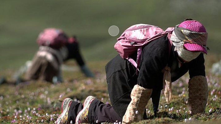 西藏<a href=http://www.jiangnongst.com/xinxian/ target=_blank class=infotextkey>新<a href=http://www.jiangnongst.com/xinxian/ target=_blank class=infotextkey>鮮冬蟲夏草</a></a>：雪域高原的神奇饋贈(zèng)