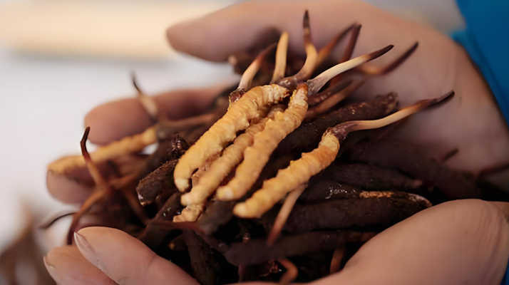 冬蟲夏草新鮮品：能否泡酒及泡酒要點解析